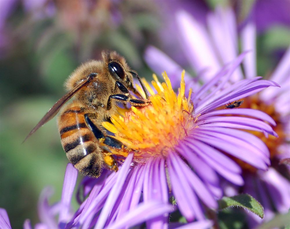 Abeille domestique (colonies sauvages) (Apis mellifera)