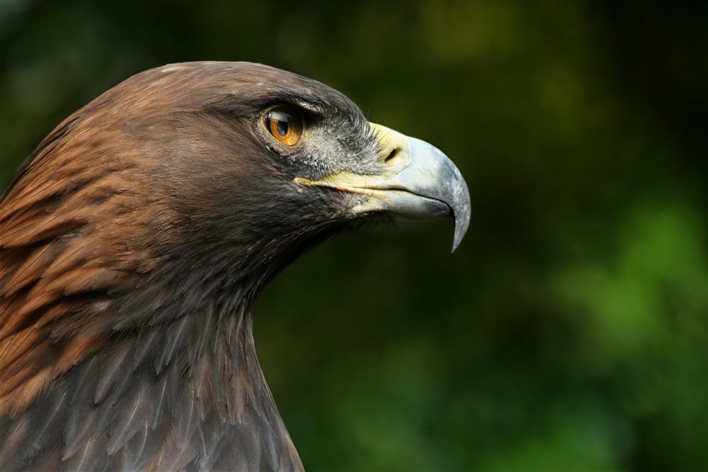 Aigle royal (Aquila chrysaetos)