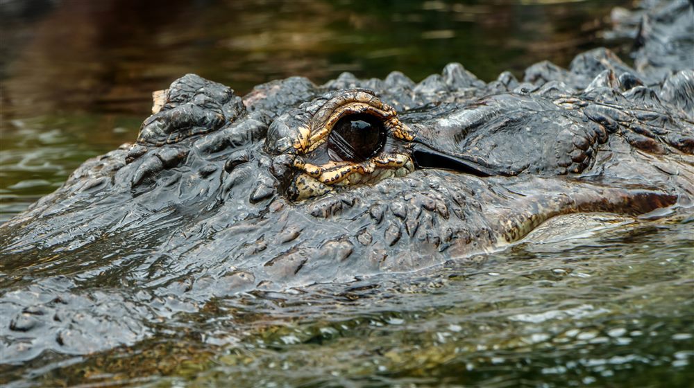 Alligator américain (Alligator mississippiensis)
