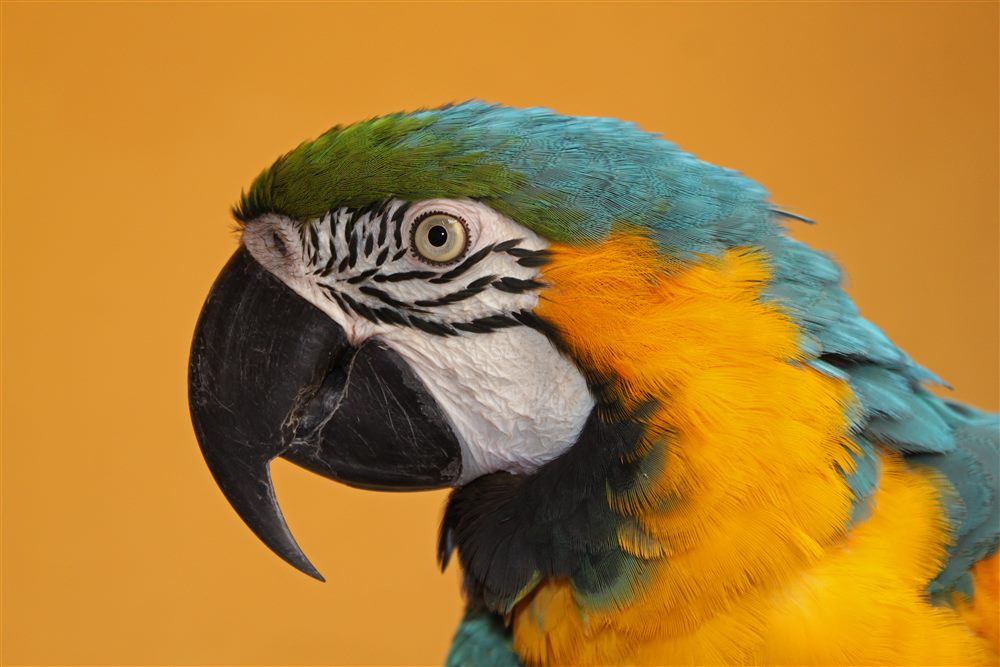 Ara bleu et jaune (ara ararauna) (Ara ararauna)
