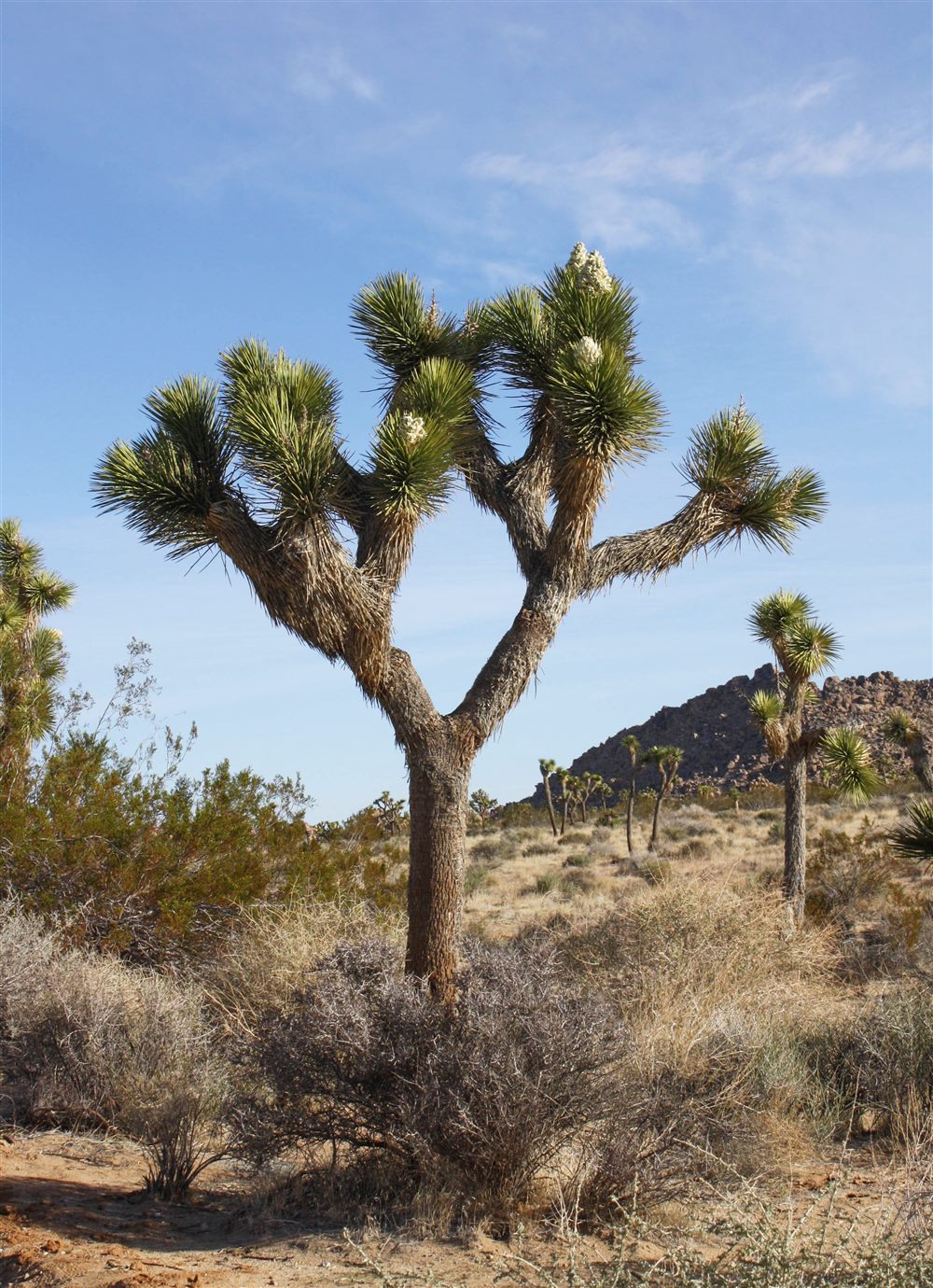 Arbre de Josué (Yucca brevifolia)