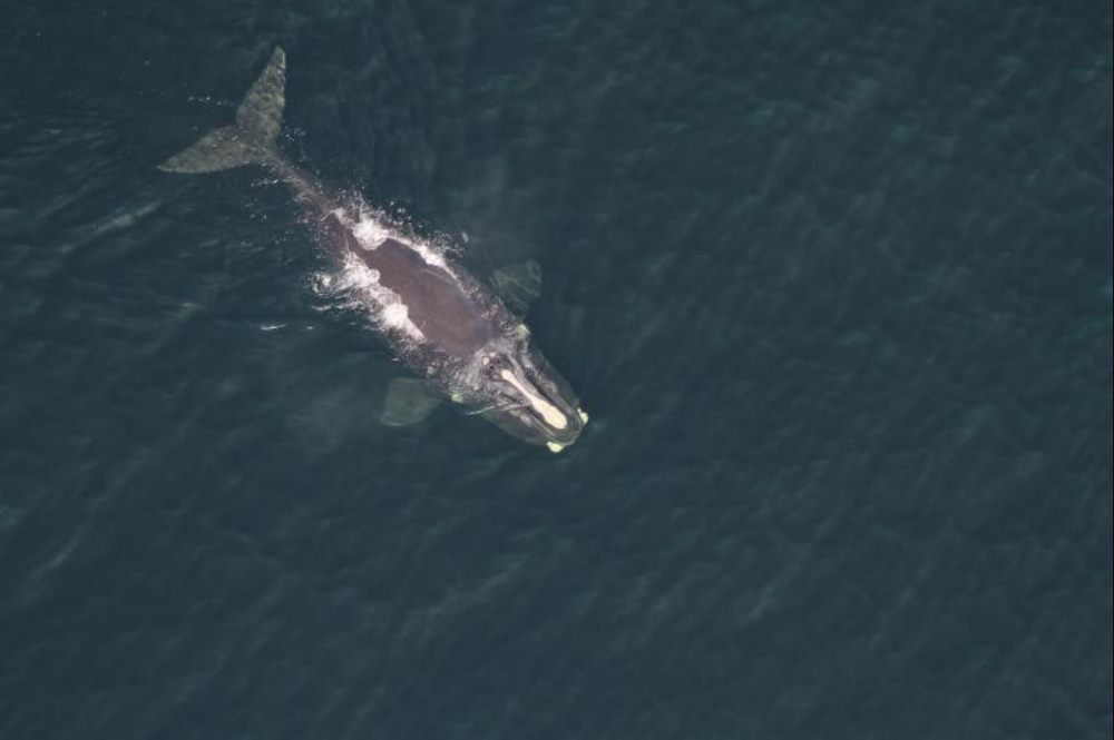 Baleine noire de l'Atlantique Nord (Eubalaena glacialis)