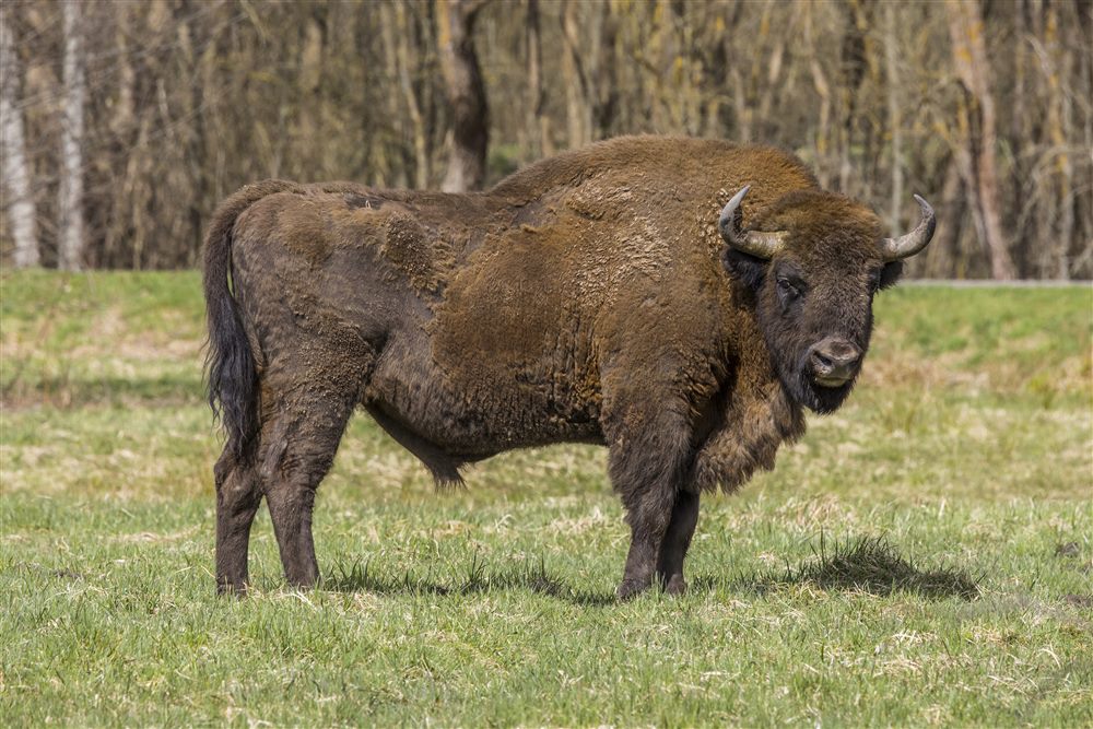 Bison d'Europe (Bison bonasus)