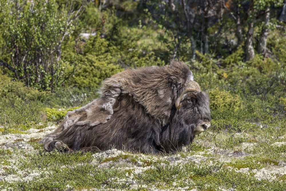 Bœuf musqué (Ovibos moschatus)