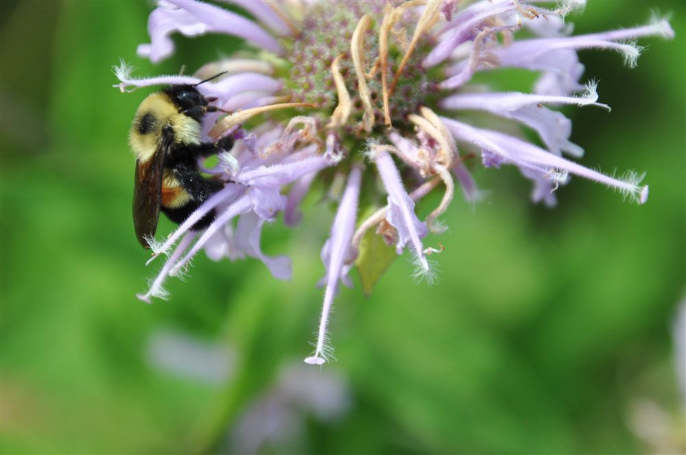 Bourdon à tache rousse (Bombus affinis)