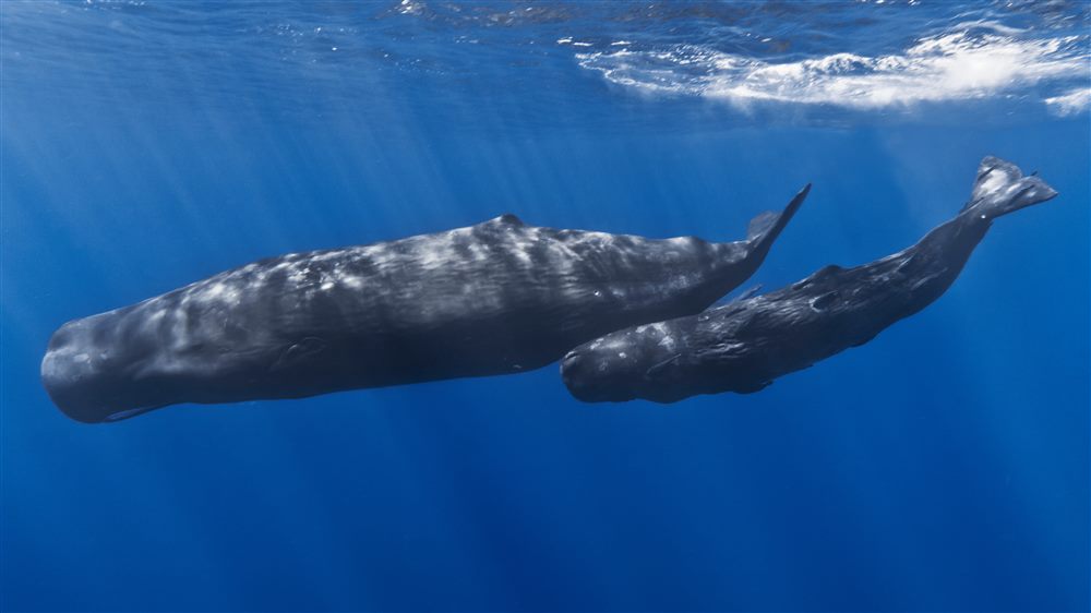 Cachalot (Physeter macrocephalus)