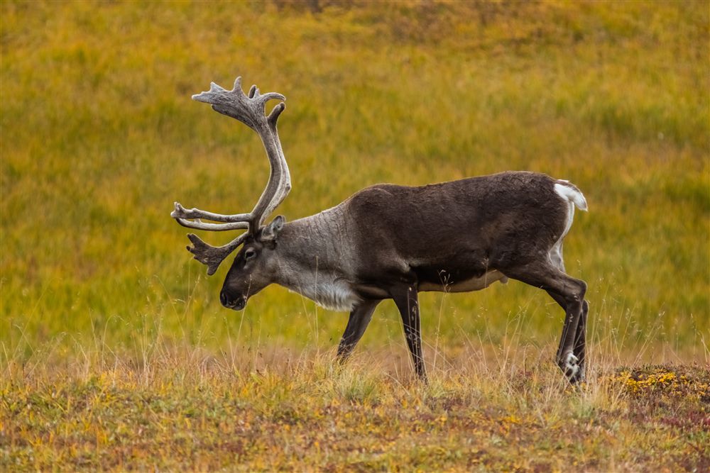 Caribou (troupeau de la Porcupine) (Rangifer tarandus)
