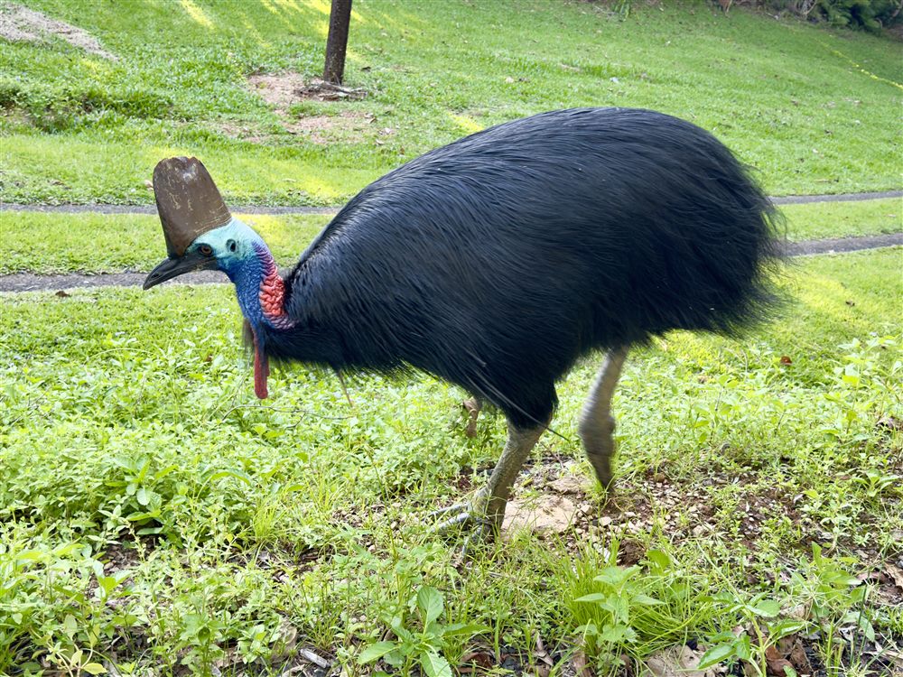 Casoar à casque (Casuarius casuarius)