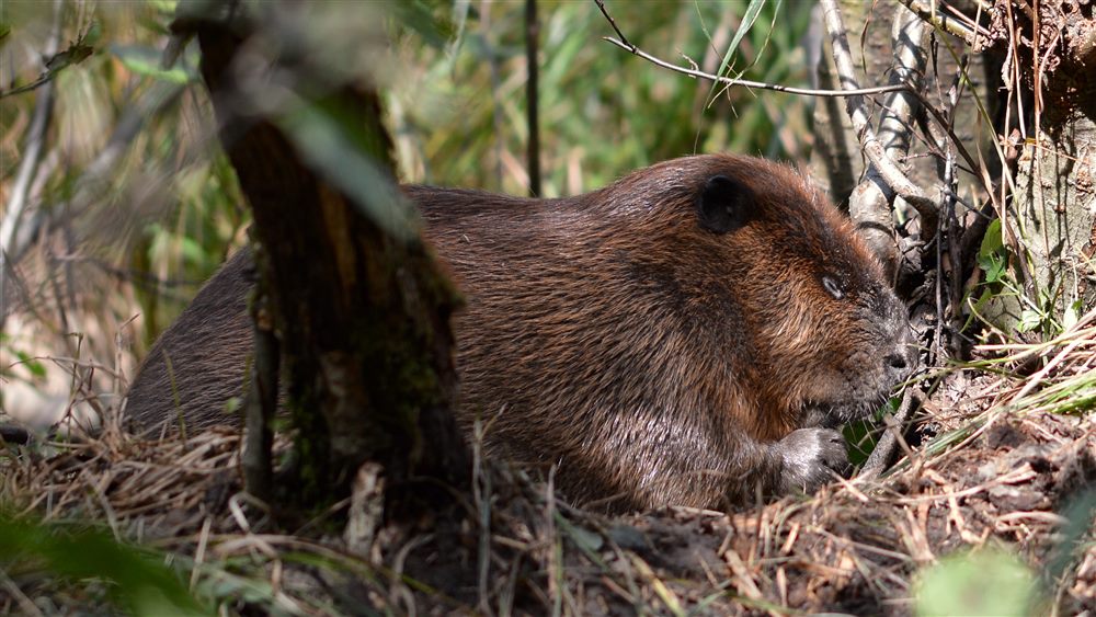 Castor d'Amérique du Nord (Castor canadensis)
