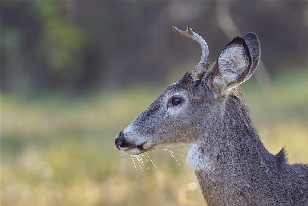 Cerf de Virginie (Odocoileus virginianus)