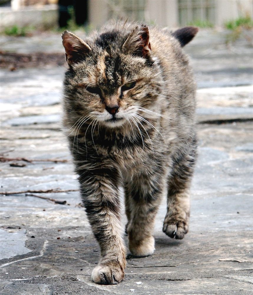 Chat domestique errant (Felis catus)