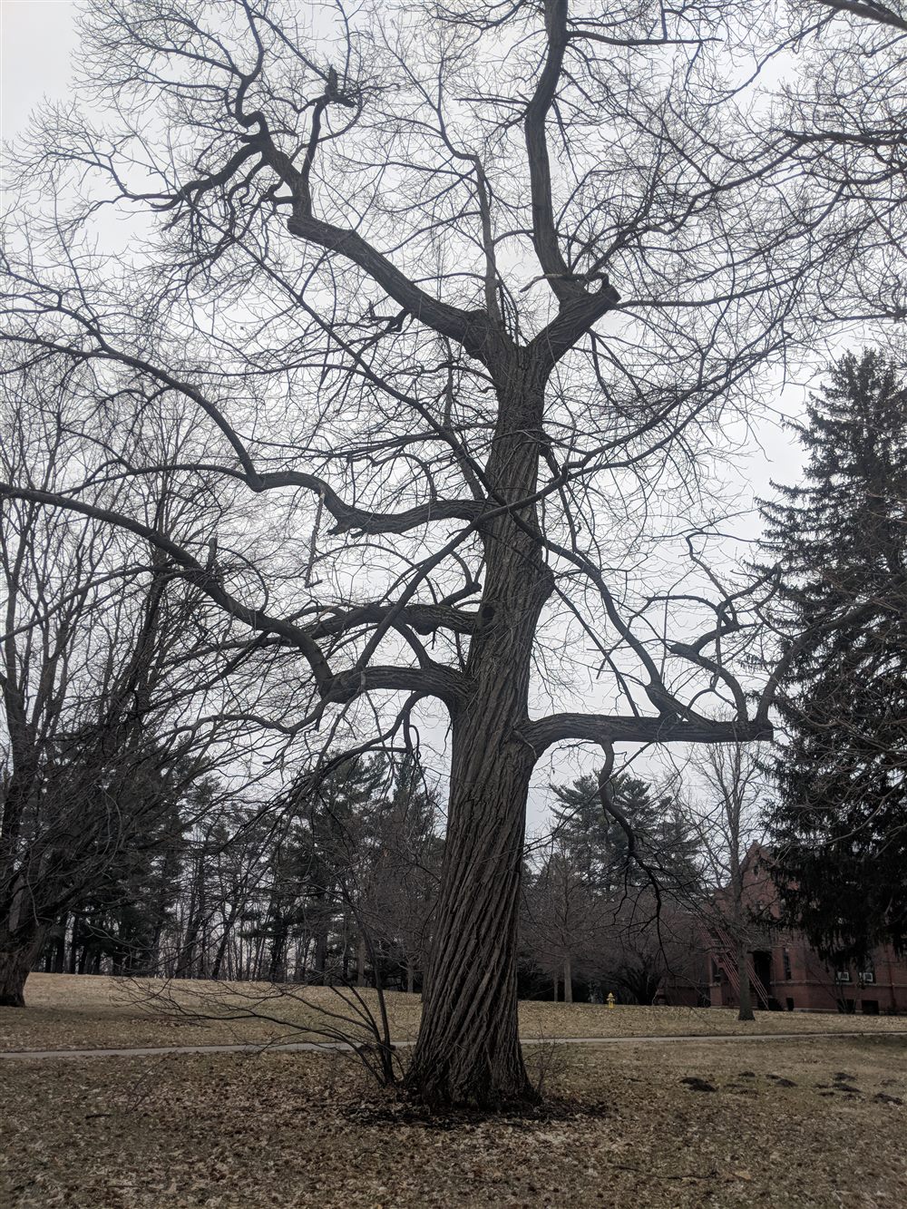 Châtaignier d'Amérique (Castanea dentata)