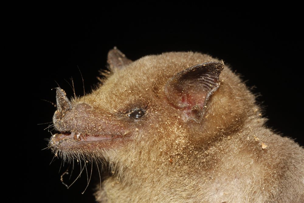 Chauve-souris à nez long du Mexique (Leptonycteris yerbabuenae)