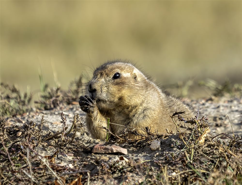 Chien de prairie à queue noire (Cynomys ludovicianus)