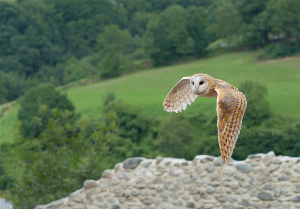 Chouette effraie (effraie des clochers) (Tyto alba)