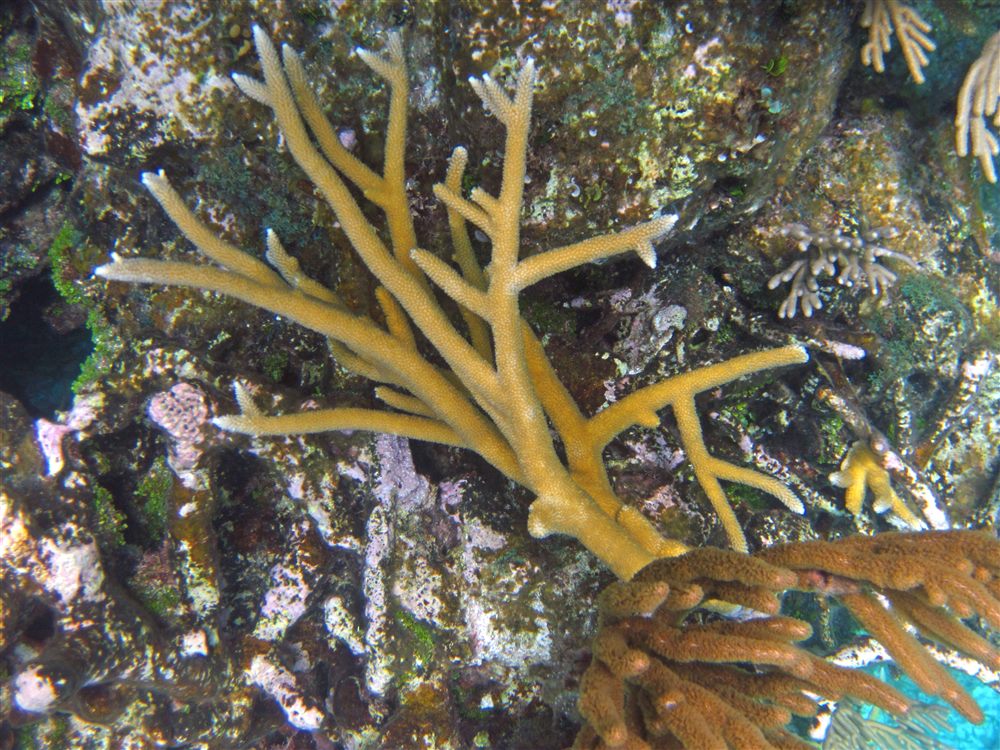Corail corne de cerf (Acropora cervicornis)