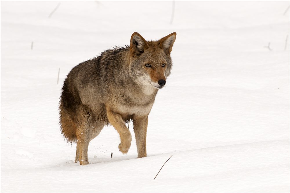 Coyote (Canis latrans)