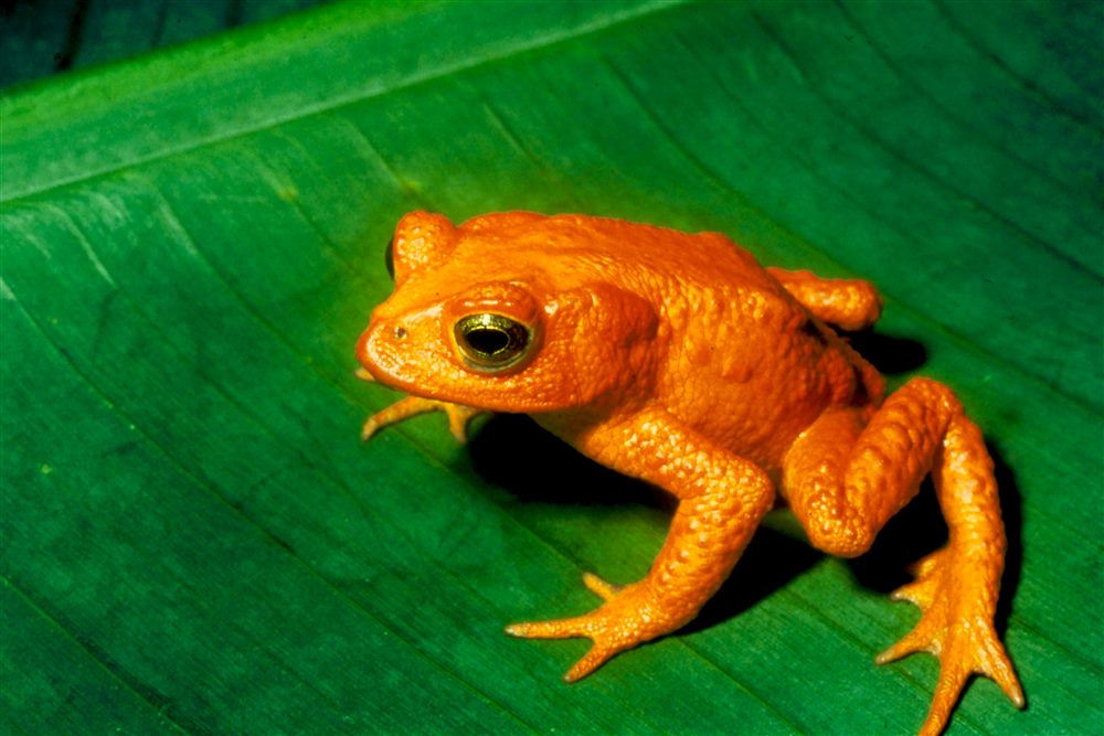 Crapaud doré du Costa Rica (Incilius periglenes)