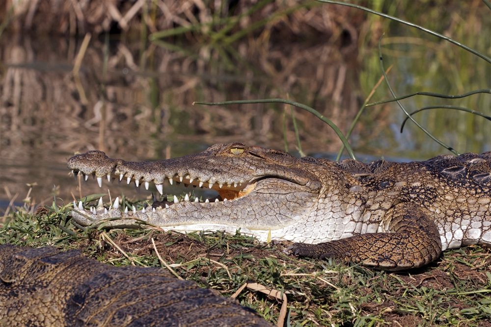 Crocodile du Nil (Crocodylus niloticus)