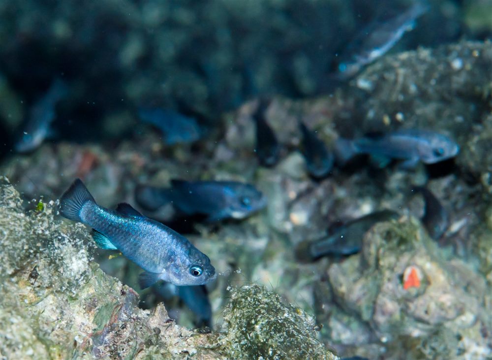 Cyprinodon du Trou du Diable (Cyprinodon diabolis)