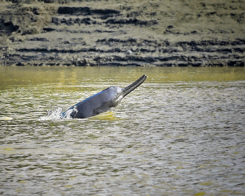 Dauphin du Gange (Platanista gangetica)
