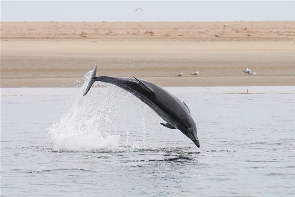 Grand dauphin (Tursiops truncatus)