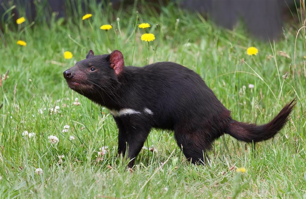 Diable de Tasmanie (Sarcophilus harrisii)