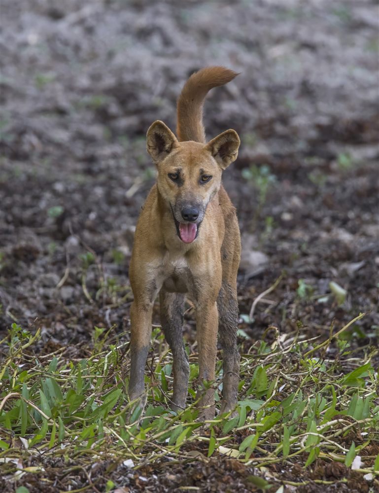 Dingo (Canis lupus dingo)