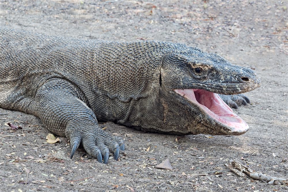 Dragon de Komodo (Varanus komodoensis)