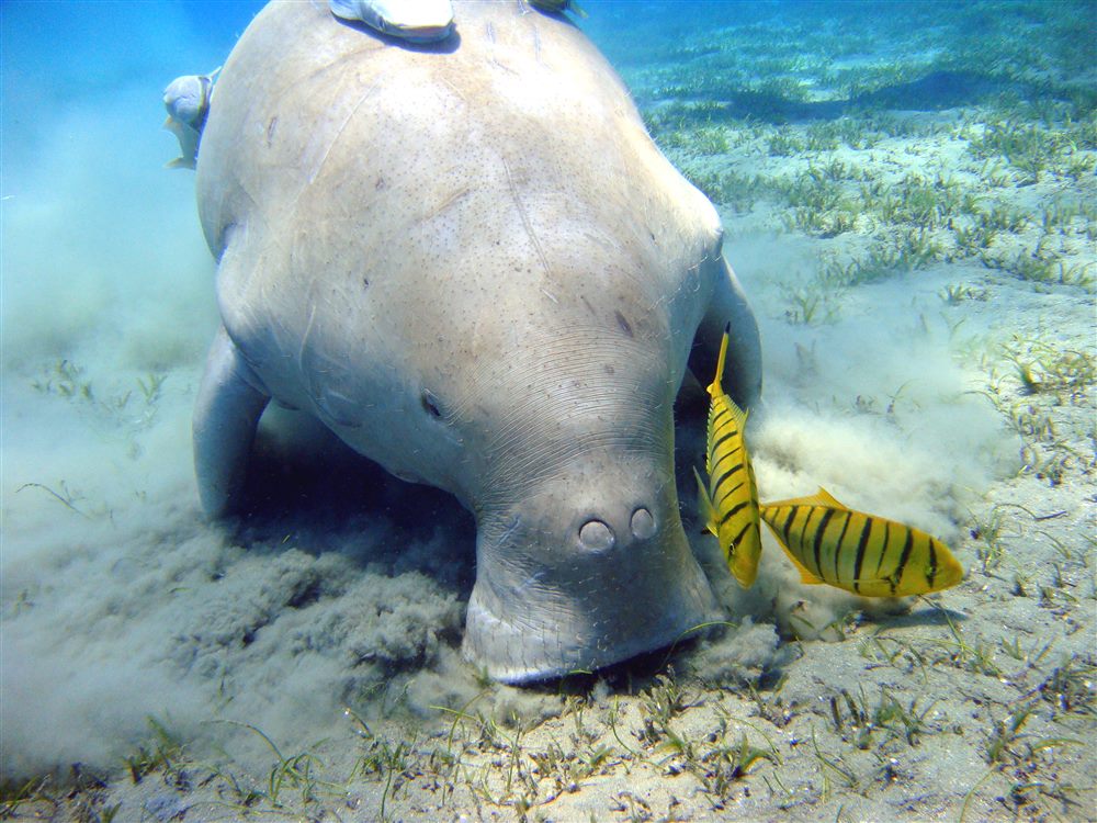 Dugong (Dugong dugon)