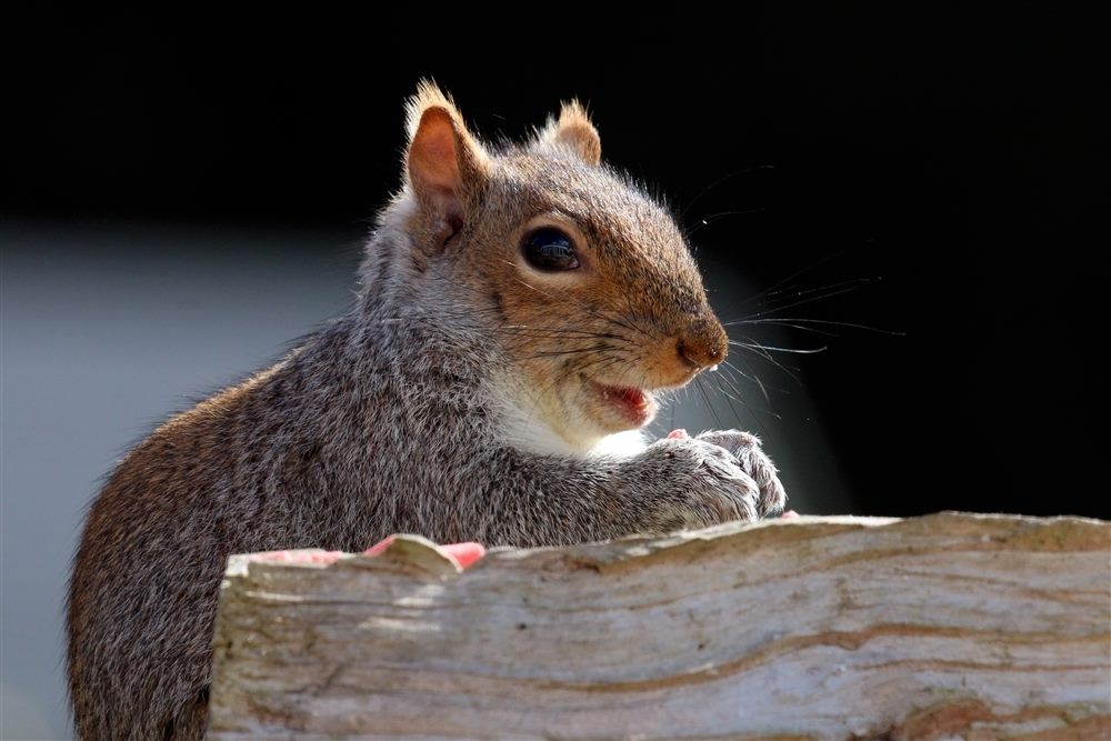 Écureuil gris (Sciurus carolinensis)