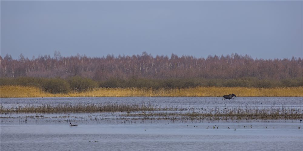 Élan (orignal) (Alces alces)