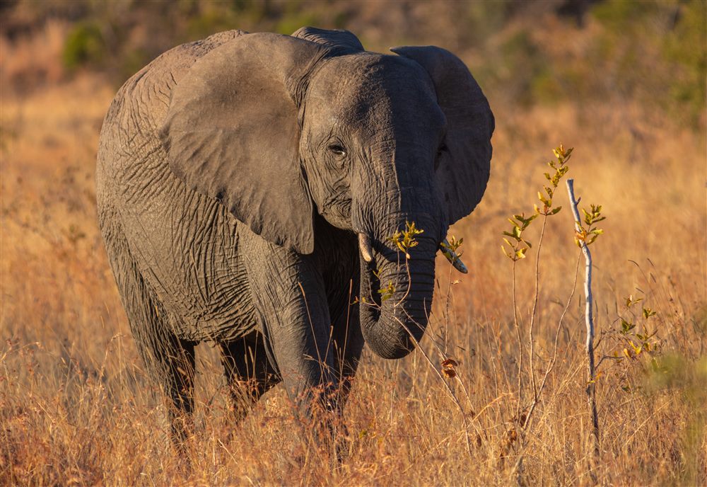Éléphant de savane d'Afrique (Loxodonta africana)