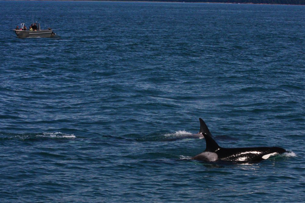 Épaulard (Orcinus orca)