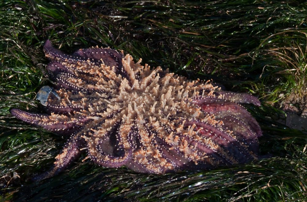 Étoile de mer tournesol (Pycnopodia helianthoides)