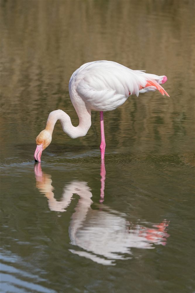 Flamant rose (Phoenicopterus roseus)