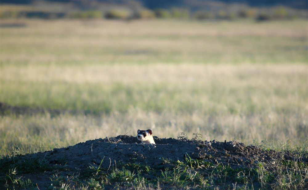 Putois à pieds noirs (Mustela nigripes)