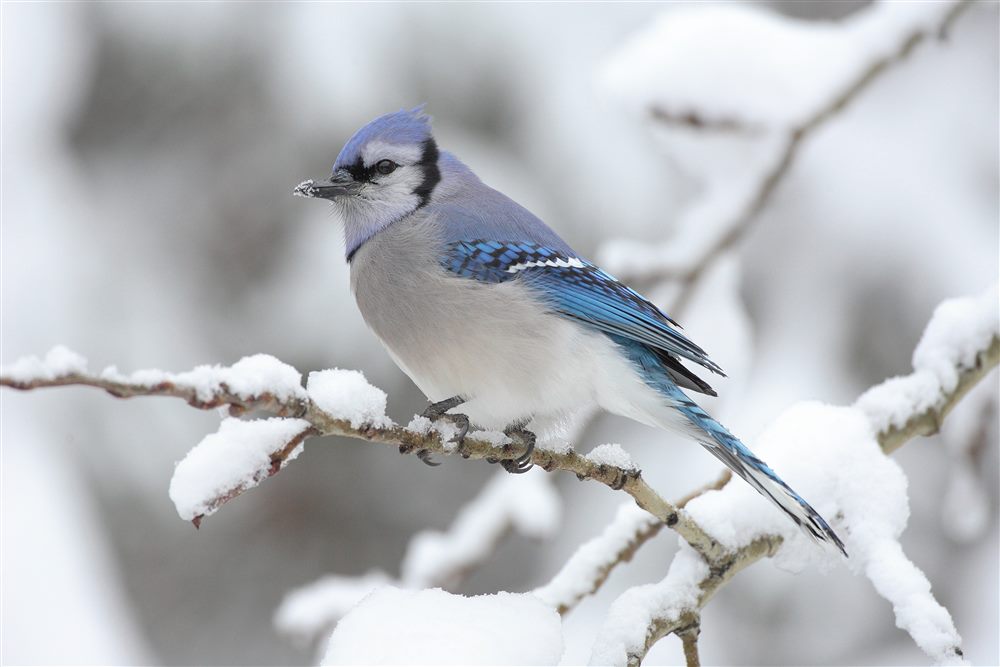 Geai bleu (Cyanocitta cristata)