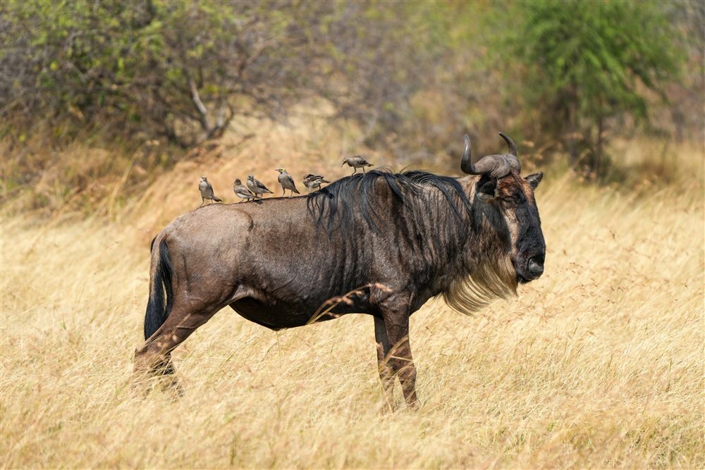 Gnou bleu (Connochaetes taurinus)