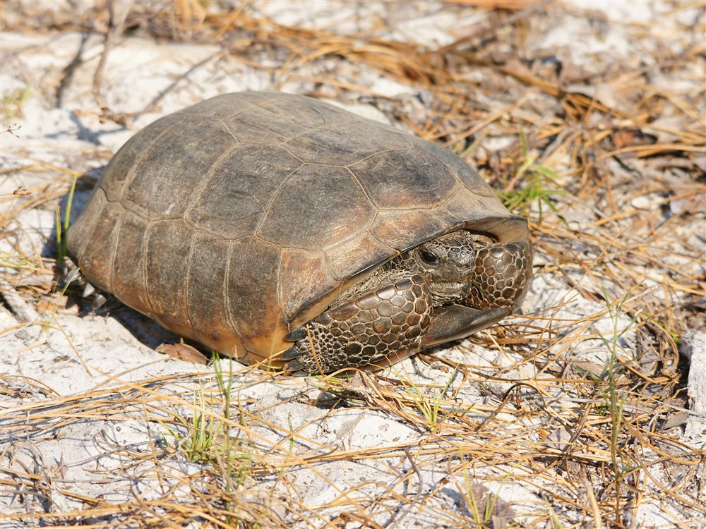 Gophère polyphème (Gopherus polyphemus)
