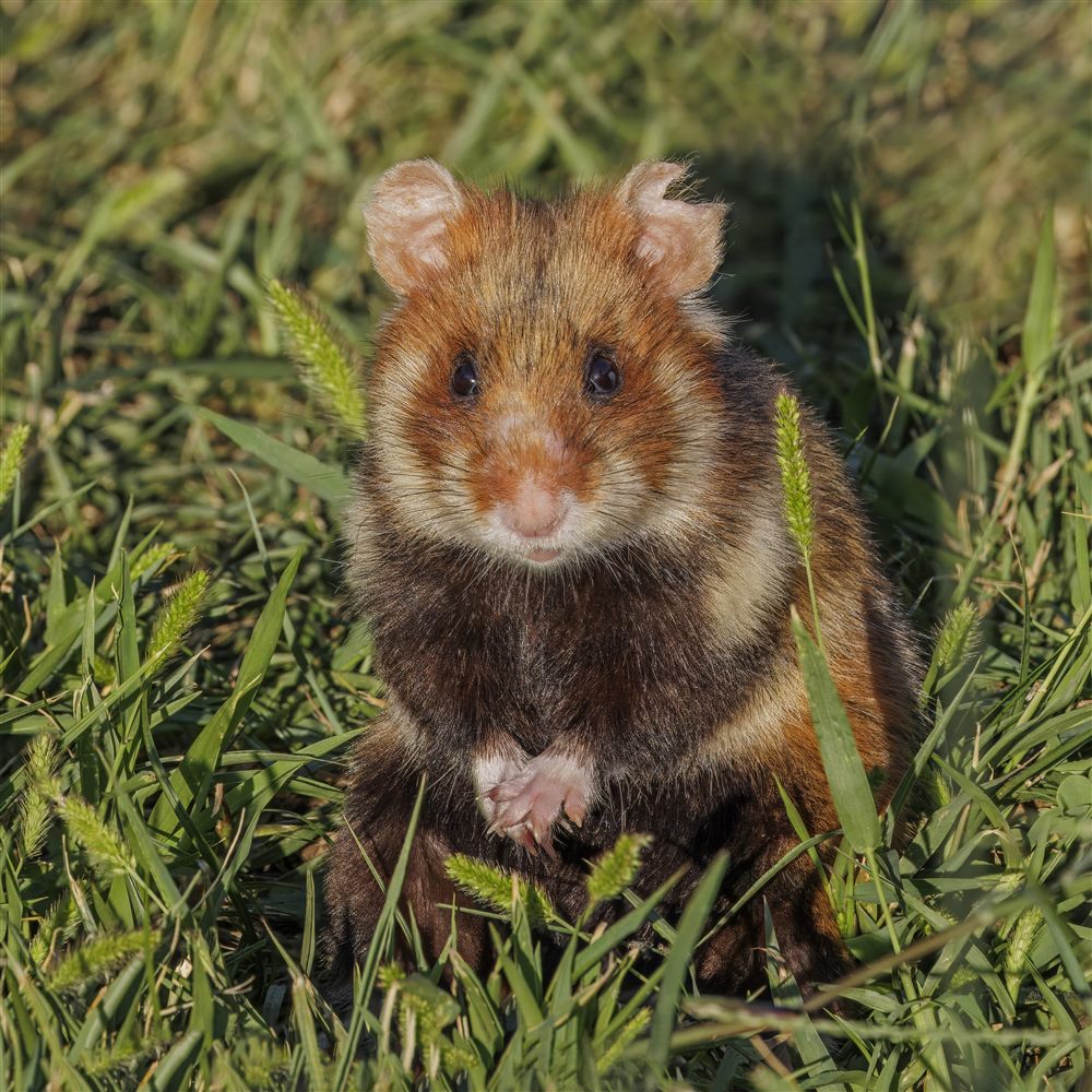 Grand hamster (Cricetus cricetus)
