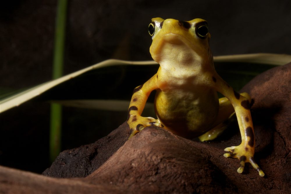 Grenouille dorée de Panama (Atelopus zeteki)