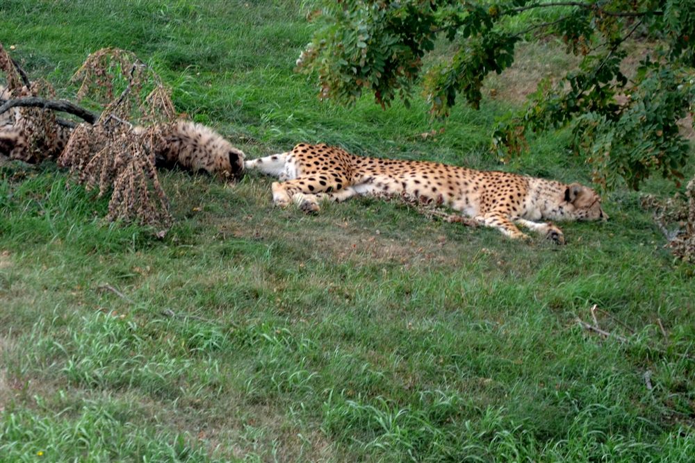 Guépard (Acinonyx jubatus)