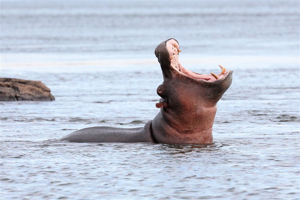 Hippopotame commun (Hippopotamus amphibius)