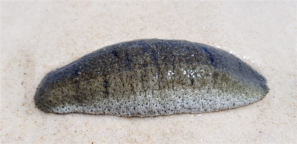 Holothurie des sables (Holothuria scabra)