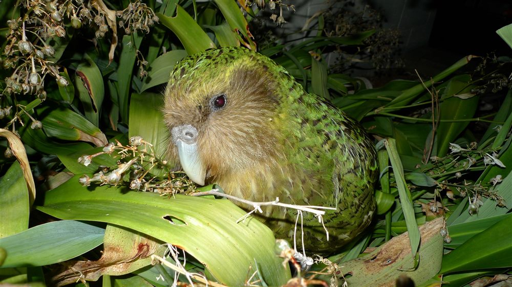Kakapo (Strigops habroptilus)