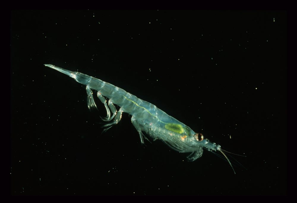 Krill antarctique (Euphausia superba)