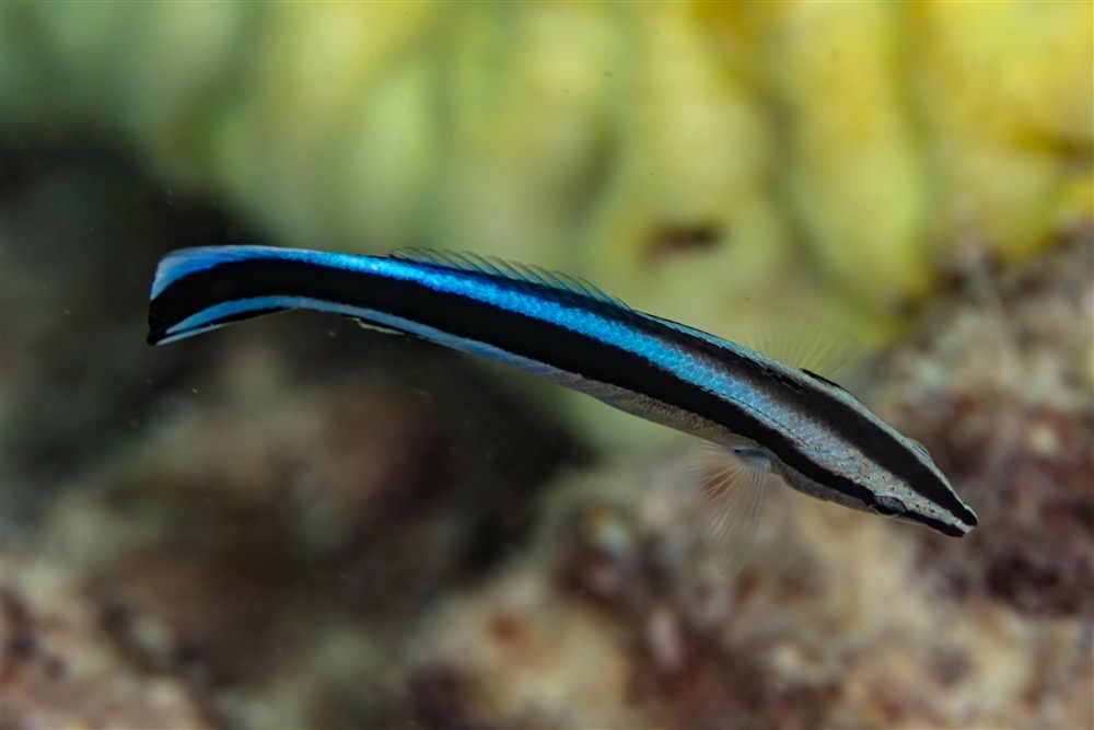 Labre nettoyeur commun (Labroides dimidiatus)