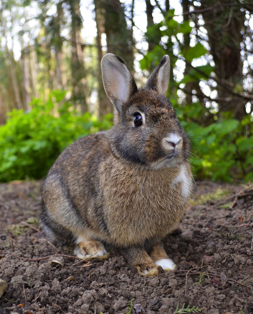 Lapin de garenne (Oryctolagus cuniculus)
