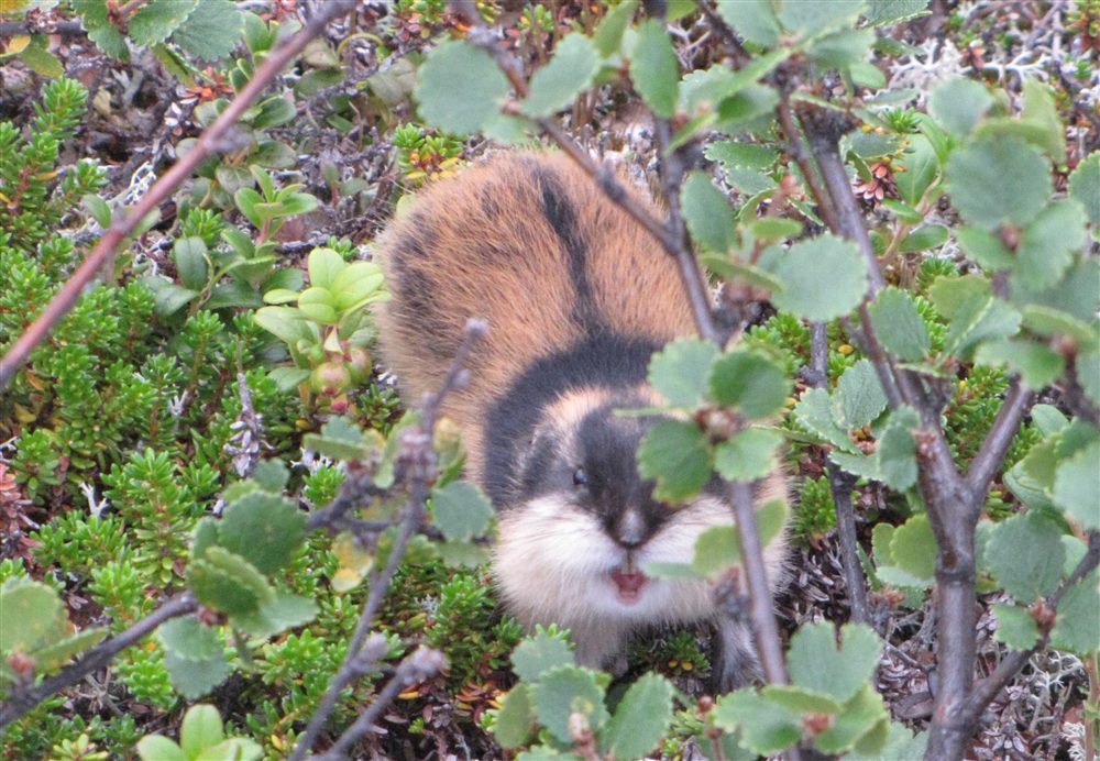 Lemming de Norvège (Lemmus lemmus)